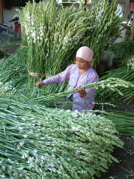 Sentra Bunga Sedap Malam, Kecamatan Rembang